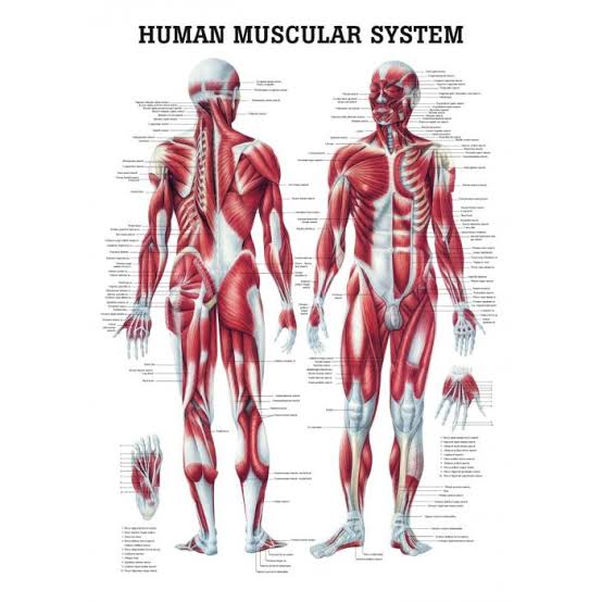 Human Arm Muscles Anatomy Model