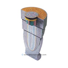 Dicot Root Tip Model